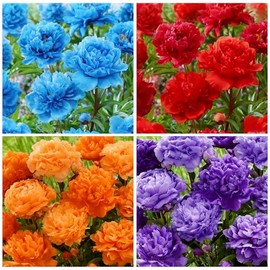 100+ Mixed Colorful Peony Flower Seeds for Planting- Peony Flower Mixed-Attracts Bees&Butterflies Fragrant Butterfly Non-GMO Heirloom Seeds