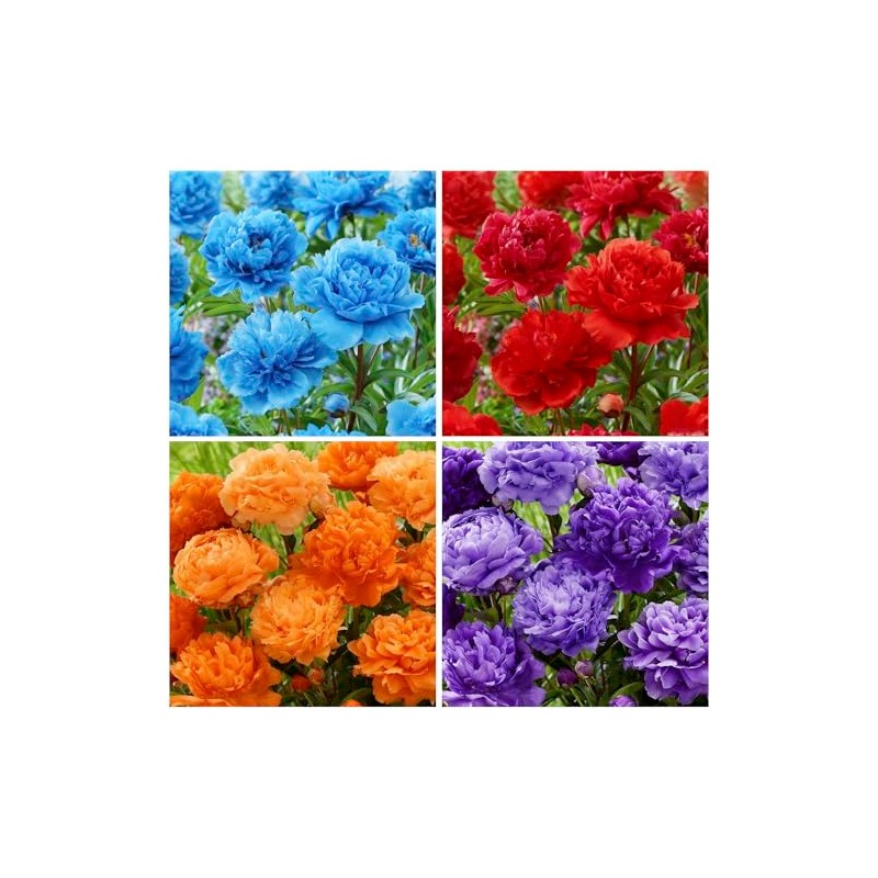 100+ Mixed Colorful Peony Flower Seeds for Planting- Peony Flower