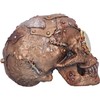 Nemesis Now, Bronze, Scrapped Skull Steampunk Skeleton Figurine, 19cm