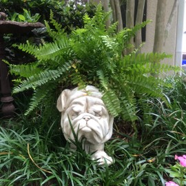 Muggly Homestyles 12 in. Antique White Bulldog Mascot Animal Statue Planter Holds 5 in. Pot