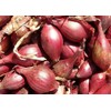 TomorrowSeeds - Red Tropea Onion Seeds - 200+ Count -