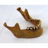 Lower Jaw for Skull Gothic