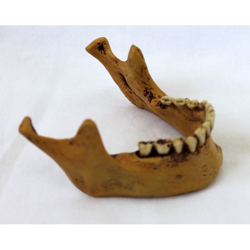 Lower Jaw for Skull Gothic