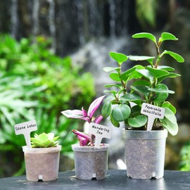 Rsipelsk 30 Pcs 3.5 Inch Clear Nursery Pots for Plants, Transparent Plastic Plant Pots with Drain Holes, Seed Starter Pots with 20 Plant Labels for Flowers Vegetable Seedlings