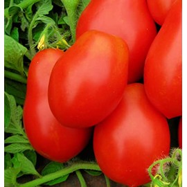 250 Roma VF Tomato Seeds for Planting Non GMO Heirloom Seeds Instant Latch Garden Vegetable Seed