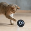 Cat Toy Ball | Interactive Cat Ball | Fun Kitten