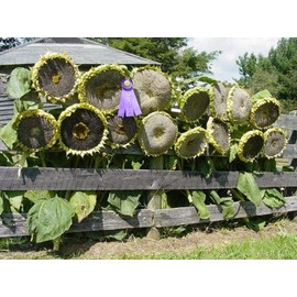 CZ GRAIN 10 Mongolian Giant Sunflower Seeds to Plant Ships from Iowa USA