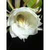 QUEEN OF THE NIGHT - NIGHT BLOOMING CEREUS - WHITE