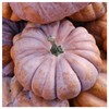 Everwilde Farms - 1 Oz Musquee de Provence Pumpkin Seeds