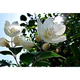 Dufte Momente Whirlpool Jasmine Fragrance - 500 ml in PET Bottle with Drip Cap and Child Safety Lock