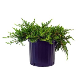 Green Promise Farms JUNIPERUS CONFERTA `Blue Pacific` (‎Shore Juniper) Shrub, 3 Size Container, Green Foliage