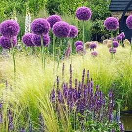 1000+ Purple Blue Rare Plant Flower Seed for Planting Giant Allium Seeds for Planting Globemaster Allium Giganteum Flower Seeds Outdoor Home Garden