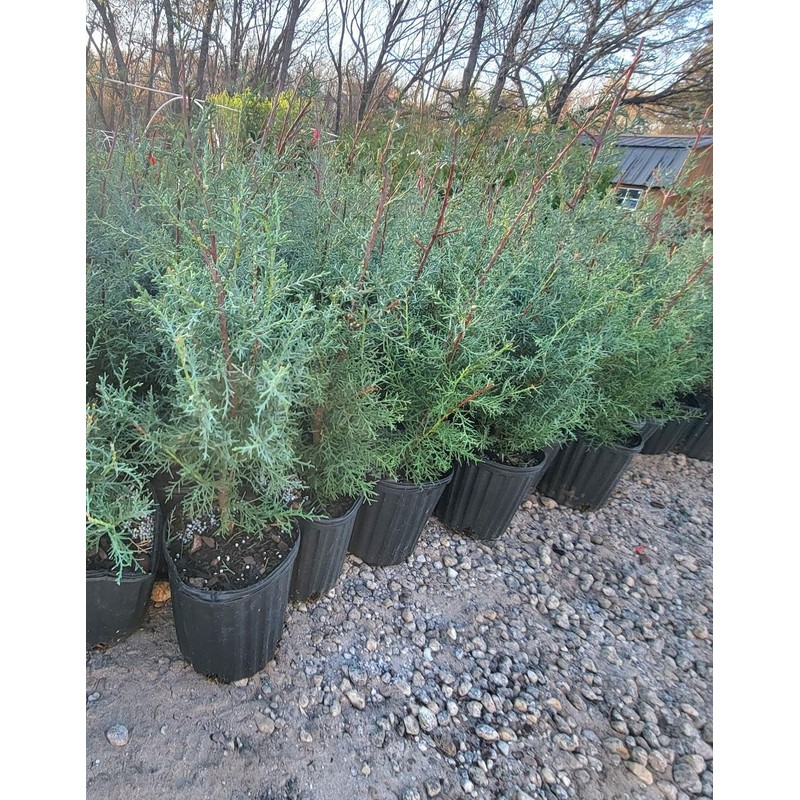 Carolina Sapphire Blue Cypress - (2.5 QT) | Evergreen |