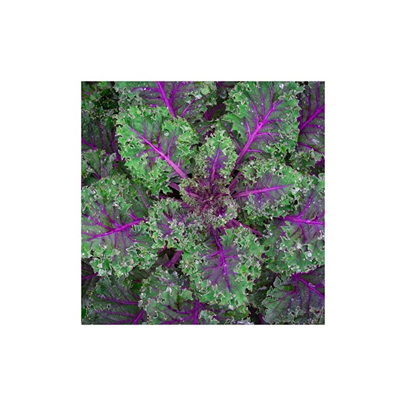Everwilde Farms - 1 Oz Red Russian Kale Seeds -
