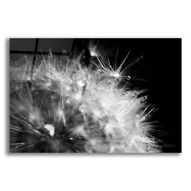 Epic Art 'Dandelion Dewdrops 1' by Laura Marshall Acrylic Glass Wall Art, 24" x 16"