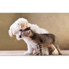 pet Joint Support - PET Hip and Joint Care - for Dogs and Cats - Healthy Choice - Chewy Treat - msm for Dog - 2 Bottle (240 Chews)