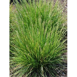 Perennial Farm Marketplace Seslaria autumnalis (Autumn Moor) Ornamental Grass, Size-#1 Container, Yellowish Green Foliage