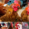 ROYHOO 101PCS Pinless Peepers with Pliers Chicken Peepers Pheasant Poultry