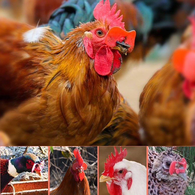 ROYHOO 101PCS Pinless Peepers with Pliers Chicken Peepers Pheasant Poultry