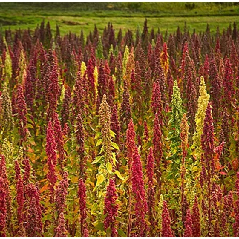 Heirloom Quinoa Gold Whole Grain Pre Washed Ready to Cook