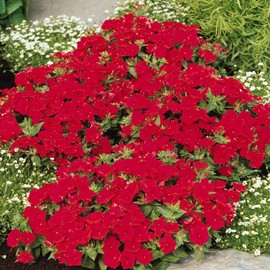 Outsidepride Phlox Scarlet - 5000 Seeds
