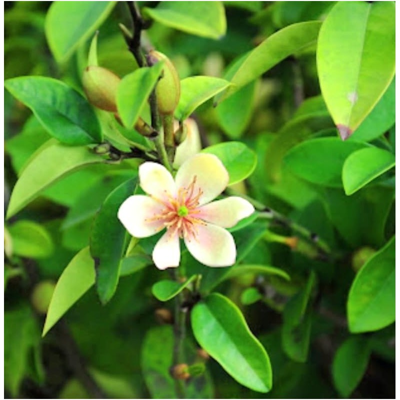 10 Pcs Banana Shrub Seeds Michelia Figo Fragrant Ready to
