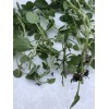 Roots 10 Watercress With Roots Live Plant Aquarium Vegetables Ready
