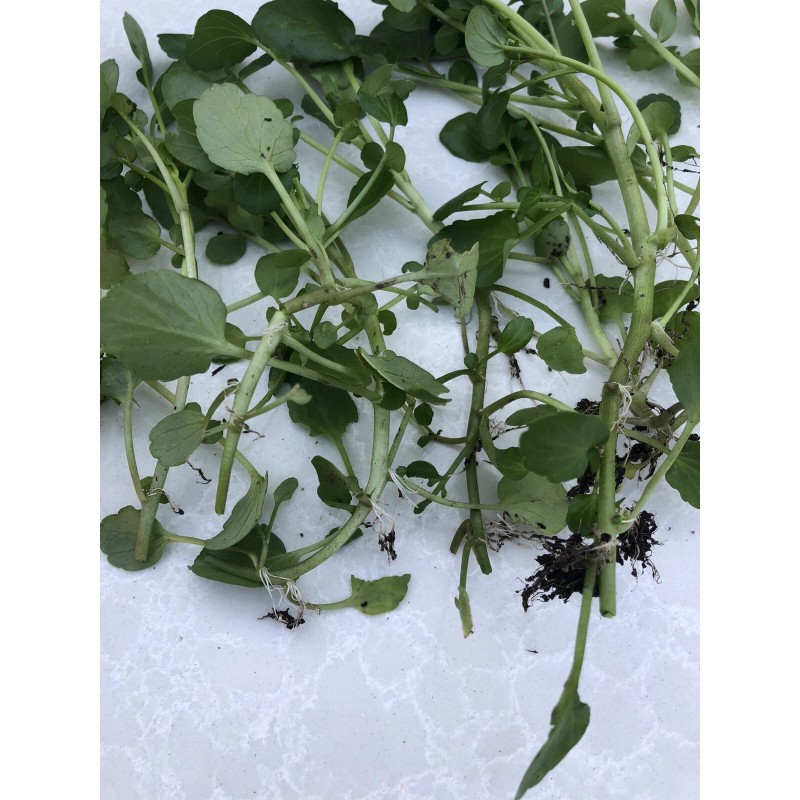 Roots 10 Watercress With Roots Live Plant Aquarium Vegetables Ready