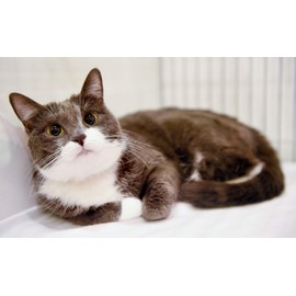 I LOVE MY PETS cat Skin and Itch Relief - Cats Allergy Relief - Itch Relief - Premium Supplement - Treats - Allergy Tablets for Cats - 150 Tablets (2 Bottles)