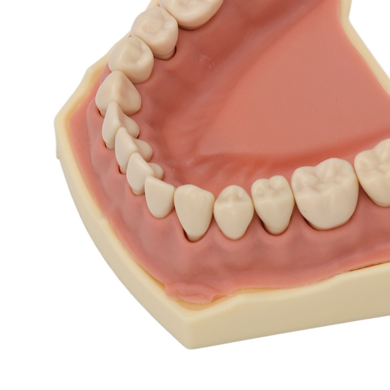 Dental Teaching Model Soft Gum 32 Teeth Dental Demonstration Teeth