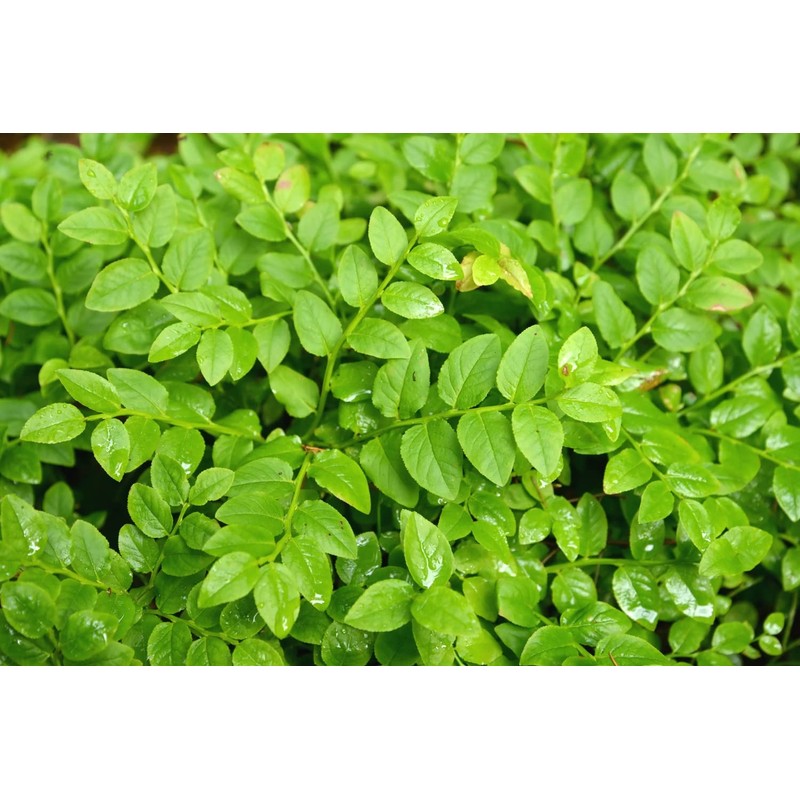 Health Embassy European Blueberry Leaf (Vaccinium myrtillus L) (100g)