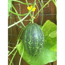 TomorrowSeeds Lemon Cucumber Seeds | Dosakai Countryside 25+ Heirloom Seeds, 100% Organic, USA