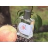 [Bellemain] Perfect peach scent from the side of peaches, 2