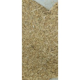 10 lbs Oat Grain Seed | Non-GMO | Mushroom Grain Spawn | Grass Seed for Cats