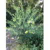 Oscar Plant Milkweed Gomphocarpus Premium Seeds for Planting Packet Monarch