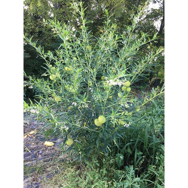 Oscar Plant Milkweed Gomphocarpus Premium Seeds for Planting Packet Monarch