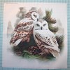 Fabric Panel 14"x14" Winter Owls 100% Cotton Quilting Panel Square