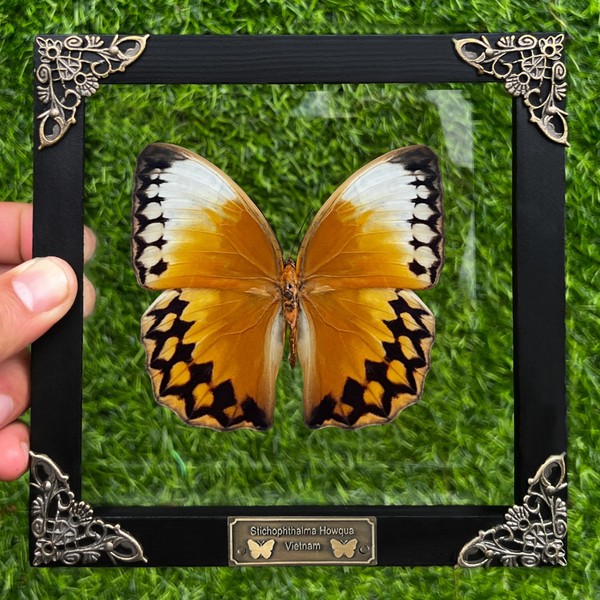Real Framed Butterfly Black Wooden Frame Shadow Box Dried Insect