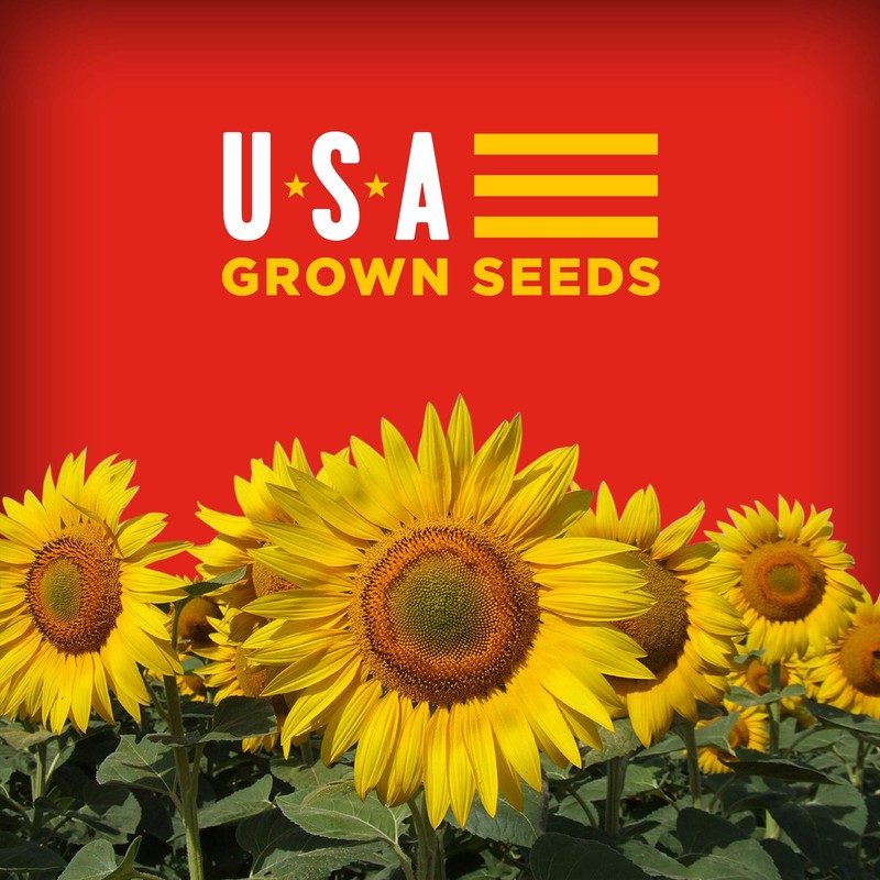 BIGS Cheeseburger Sunflower Seeds, 5.35 oz. (Pack of 12)