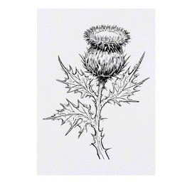 'Scottish Thistle' Temporary Tattoo - Water Resistant, Skin-Safe, Non-Toxic Transfer (TO00072333)
