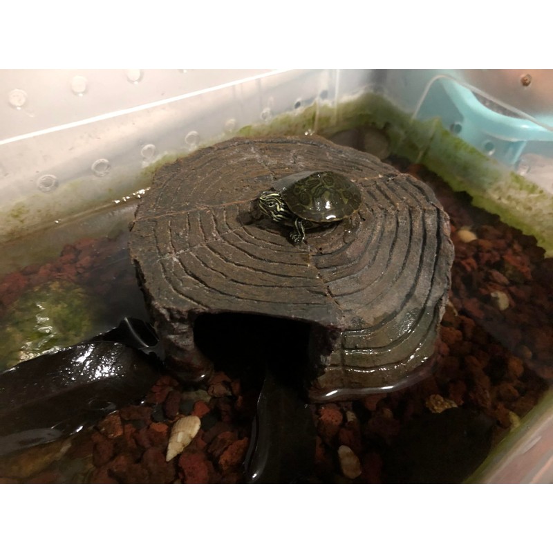 Tsnamay Circular Cave Resin Turtle Basking Platform,Tortoise Dock Resting Rock