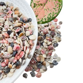 Lmlliang 130g Natural Mini Small Sea Conch Shells,Colored Snail Conch Shells for Crafts Wedding Decor Beach Theme Party, Fish Tank and Vase Filler Home Decor Shells Craft(6mm-10mm)