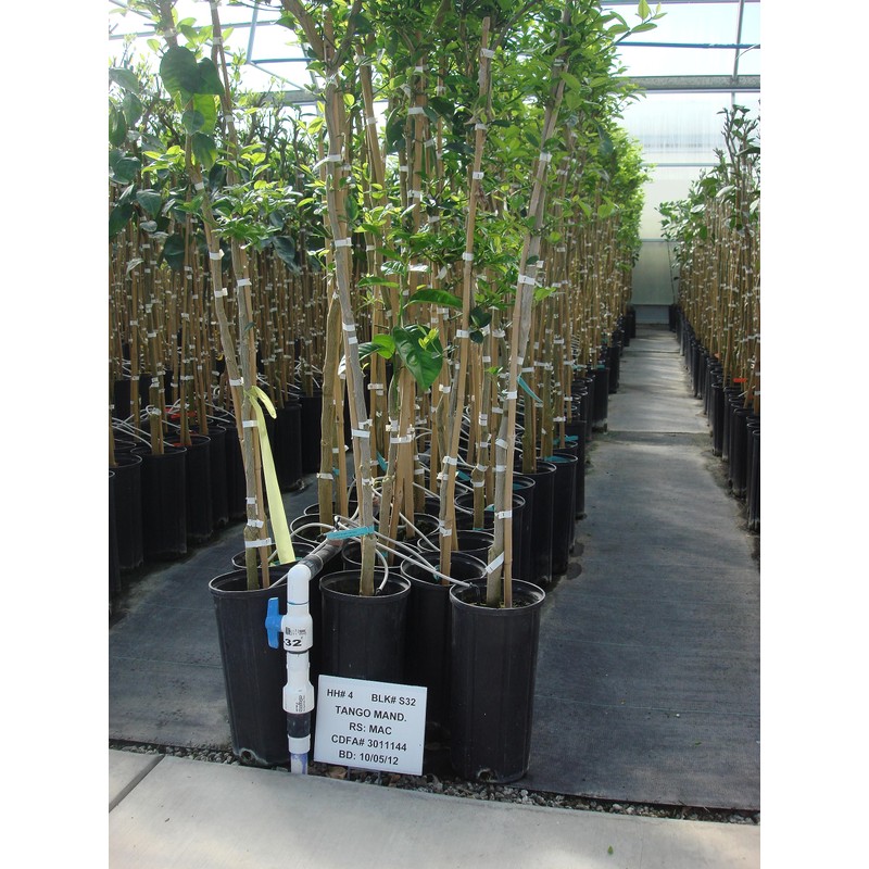 Stuewe & Sons – CP612R Treepot – 6” x 12”