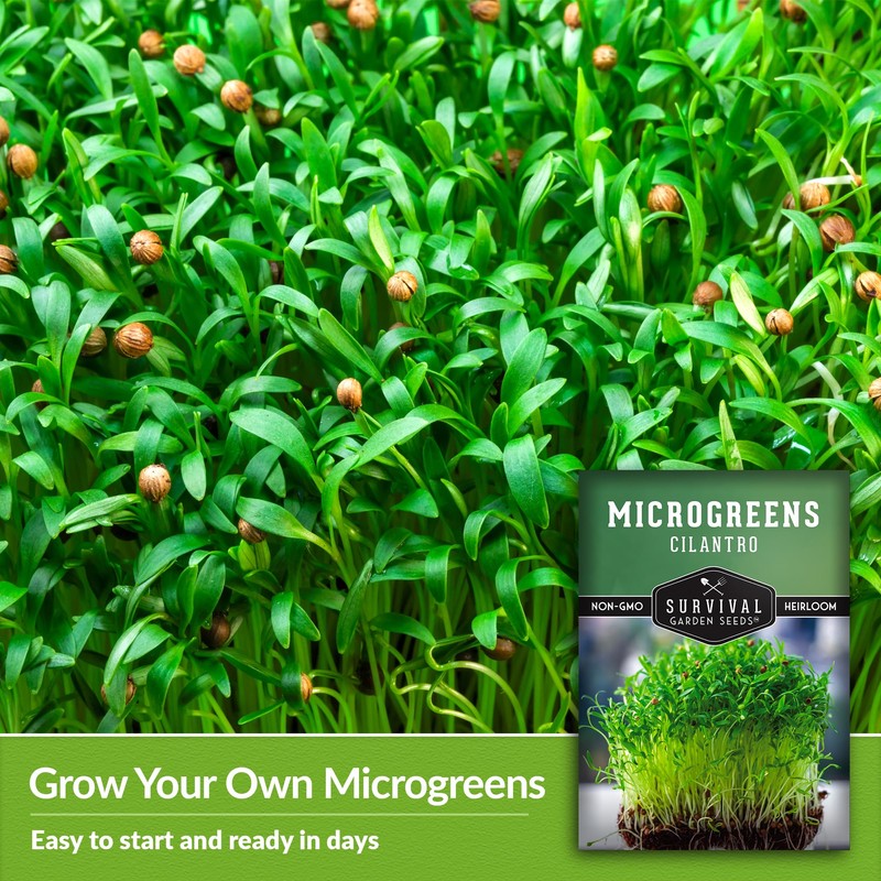 Cilantro Microgreen Seeds for Planting – Non-GMO Heirloom Cilantro Seeds