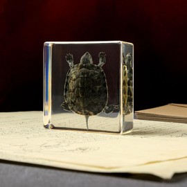 Taxidermy Turtle Insect in Resin, Real Turtle Specimens Animal Paperweights Specimen in Resin Fans of Taxidermy Animal Skull Oddities Biology Preserved in Resin for Taxidermy Science Decor