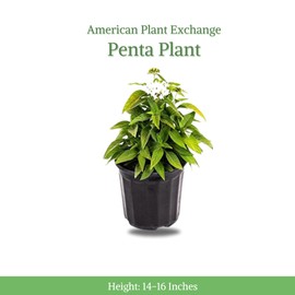 American Plant Exchange Penta 'White' – 6-Inch Pot – Live Flowering Plant with Bright White Star-Shaped Blooms, Heat-Tolerant Outdoor Annual for Gardens, Patios, Containers & Pollinator Landscapes