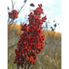 Aksoy Premium Ground Sumac 500gr Bulk Ground Sumac Berries, Bran
