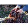 Celeryjus Dulse Whole Leaf, 16 oz, Hand-Harvested from Maine, USA