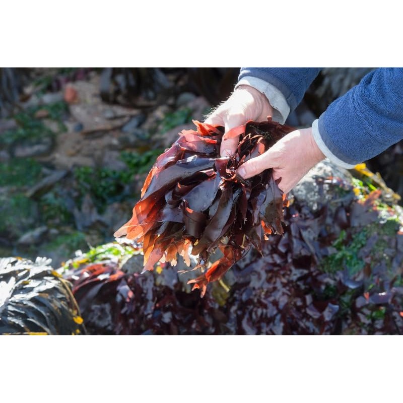 Celeryjus Dulse Whole Leaf, 16 oz, Hand-Harvested from Maine, USA