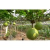 Mai's Family Giant Round Gourd Seeds | Calabash Gourd Seeds